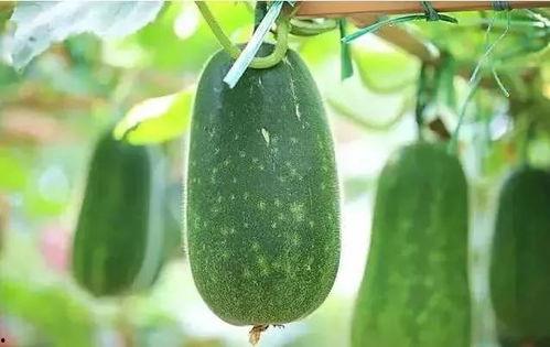 吃瓜又叫什么瓜,揭秘“吃瓜群众”背后的瓜种奥秘