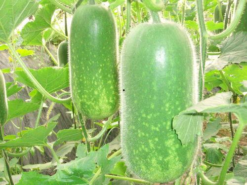 山猹吃瓜,揭秘山林中的神秘食客