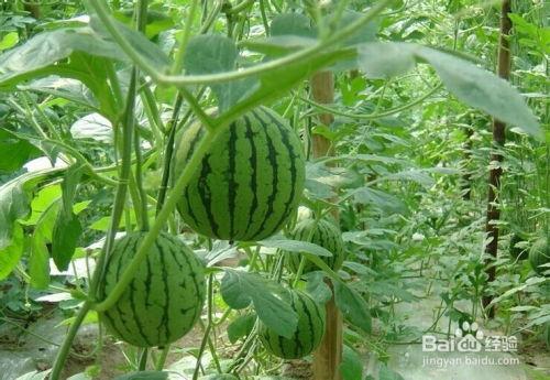 龙州吃瓜事件,一场引发热议的网络狂欢与反思