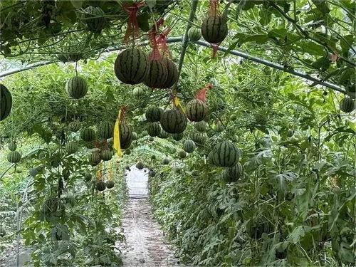 农村户外吃瓜技巧,这些技巧让你更尽兴