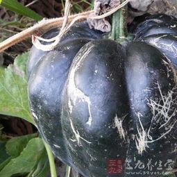 女人吃方瓜好吗,女性养生新选择