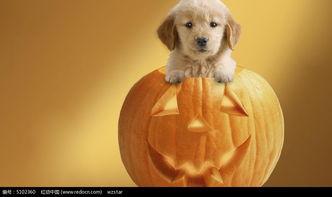 瓜小狗吃爆米花,一场味蕾与欢乐的邂逅