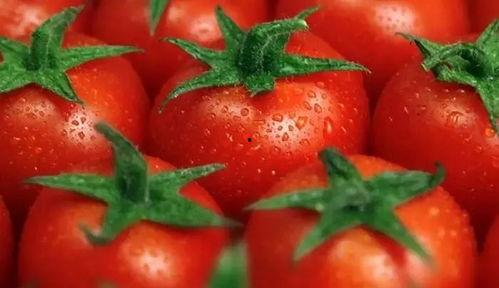 吃瓜西红柿嘴疼,揭秘网络热议背后的真相与反思