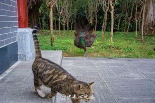 孔雀吃瓜,探寻孔雀与瓜果的奇妙缘分