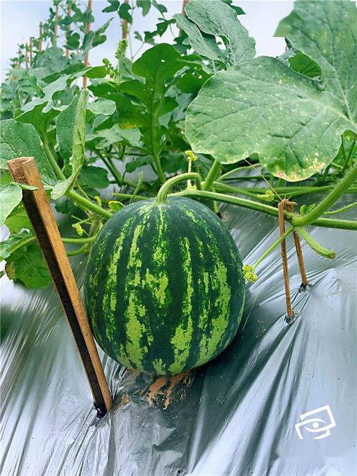 吴瓜怎么吃,从挑选到美味呈现