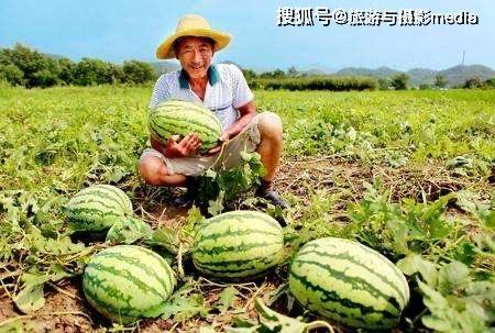 九二路吃瓜,揭秘网红美食背后的吃瓜故事