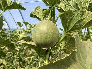 回家吃蜜瓜,品味家乡蜜瓜的温馨时光