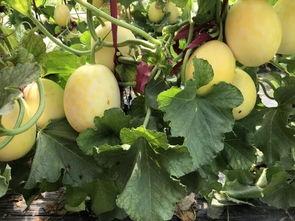 太和界首吃瓜事件,一场引发热议的街头冲突纪实