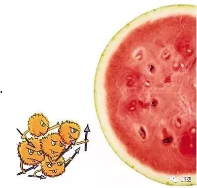 吃瓜致死,揭秘“吃瓜致死”背后的惊人真相