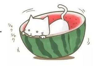 安静的吃瓜球球,球球悠然自得