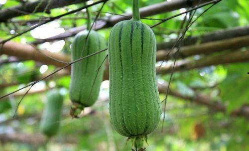 烟云南渡吃瓜,一场别开生面的吃瓜盛宴