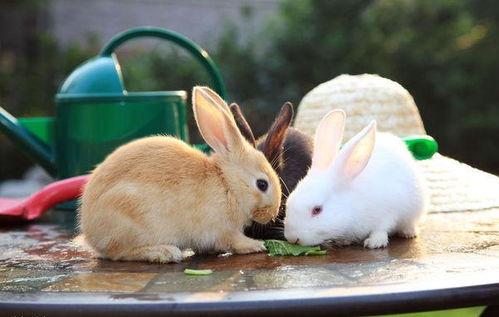 兔子吃茭瓜么,探究兔子饮食习惯之谜